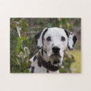 Search for dalmatian puzzles Puppies