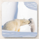 Search for alaska coasters Arctic