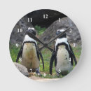 Search for black and white bird clocks Wildlife