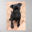 Search for black pug art Photography