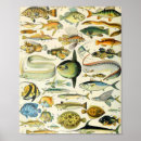 Search for adolphe millot posters French