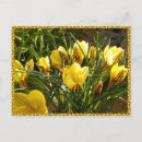 Search for crocuses postcards Floral