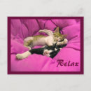 Search for relaxing postcards Cats