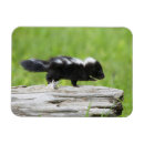 Search for skunk magnets Cute