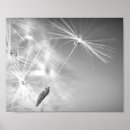 Search for seed photography Black and white