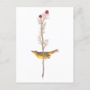 Search for audubon postcards John james audubon
