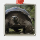 Search for ecuador christmas tree decorations Giant tortoise