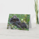 Search for chimpanzee cards Wildlife