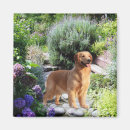 Search for golden retriever magnets Retrievers