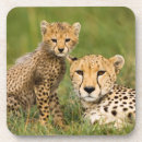 Search for parent coasters Cute