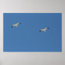 Search for seagull flying posters Free