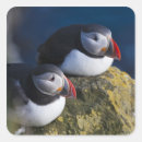 Search for puffin stickers Atlantic
