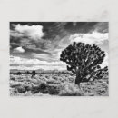 Search for high desert postcards Tree