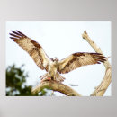 Search for winged fish posters Osprey