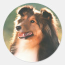 Search for sheepdog stickers Pets