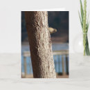 Search for peek a cards Animal