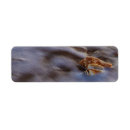 Search for shells return address labels Ocean