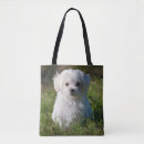 Search for fluffy white bags Puppies