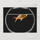 Search for goldfish postcards Square
