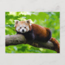Search for cute red panda bear postcards Animal