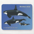 Search for blue whale mousepads Orca
