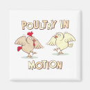 Search for poultry magnets Chickens