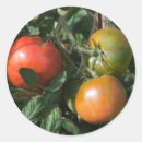 Search for green tomatoes stickers Red