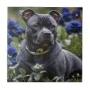 Search for resting tiles Pet