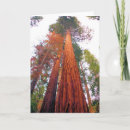 Search for tree stand cards Forest