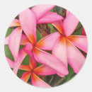 Search for pink plumeria stickers Hawaii