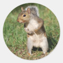 Search for grey squirrel stickers Nature