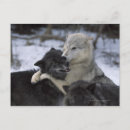 Search for winter snow wolf postcards Nature