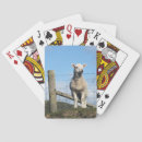 Search for sheep playing cards Lamb