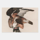 Search for falcon wrapping paper Bird of prey
