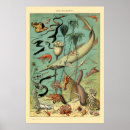 Search for vintage fish illustrations posters Ocean
