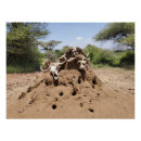 Search for tanzania Serengeti