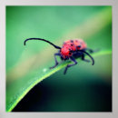 Search for red bug art Photography