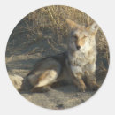 Search for predators stickers Nature photography