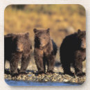 Search for omnivorous coasters Public land