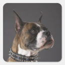 Search for dog collar stickers Photography
