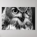 Search for black white owl posters Beautiful