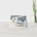 Search for budgie parakeet postcards Bird
