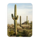 Search for saguaro magnets Outdoors