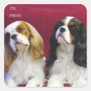 Search for blenheim cavalier king charles stickers Spaniel