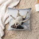 Search for english springer spaniel cushions Dog