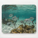 Search for school of fish electronics Reef