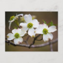 Search for bloomed postcards Blossom