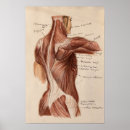 Search for anatomy chart posters Anatomical