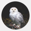 Search for snowy owl stickers Animal