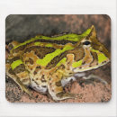 Search for vertebrate mousepads David northcott